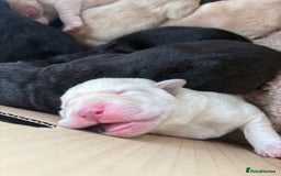 Labrador Retriever dogs for sale: 🖤 Labrador Puppies 💛 - Image 7