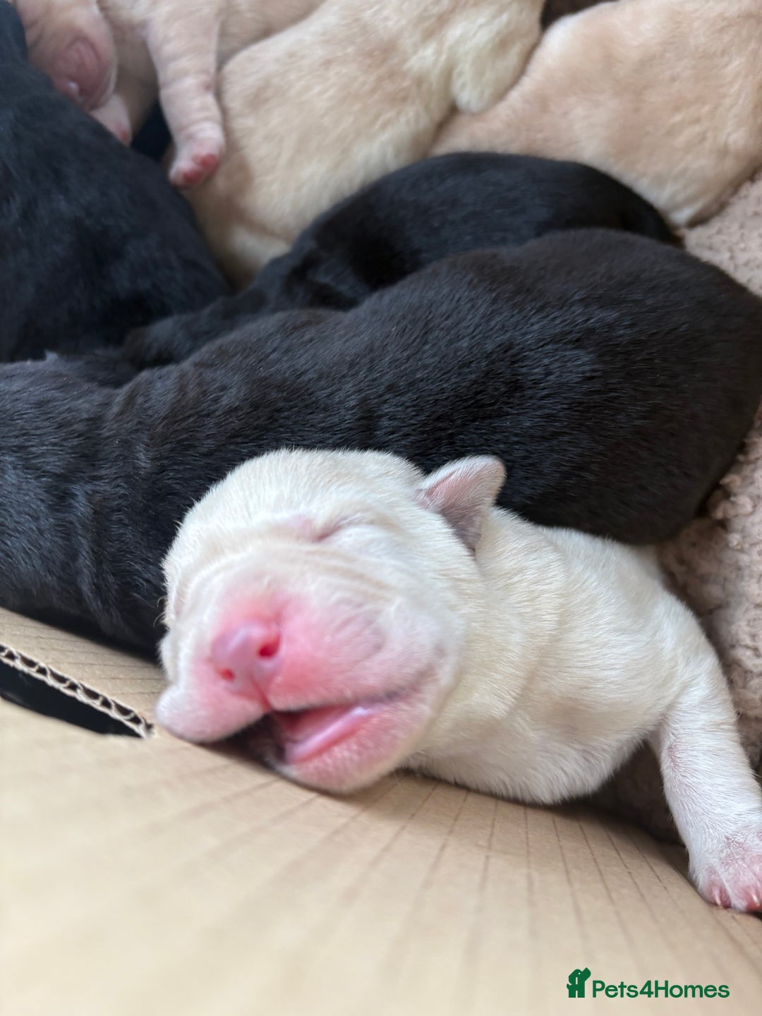 Labrador Retriever dogs for sale: 🖤 Labrador Puppies 💛 - Image 7