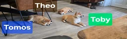 Japanese Shiba Inu dogs for sale: Foxy little shibas - Advert 4