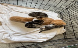 Bengal cats for sale: BENGAL KITTENS - Image 3