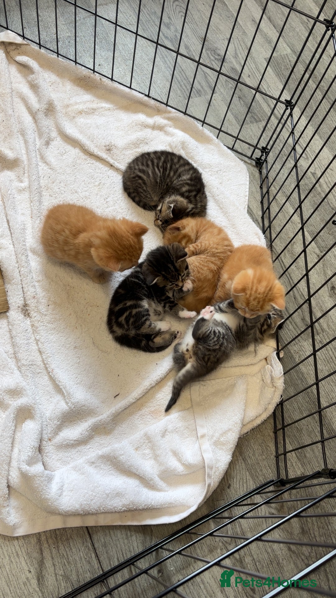 Bengal cats for sale: BENGAL KITTENS - Image 3
