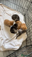 Bengal cats - Advert 5