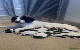 Cockalier dogs for sale: working cocker spaniel  - Image 1