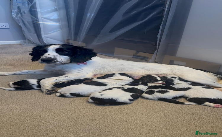 Cockalier dogs - Advert 13