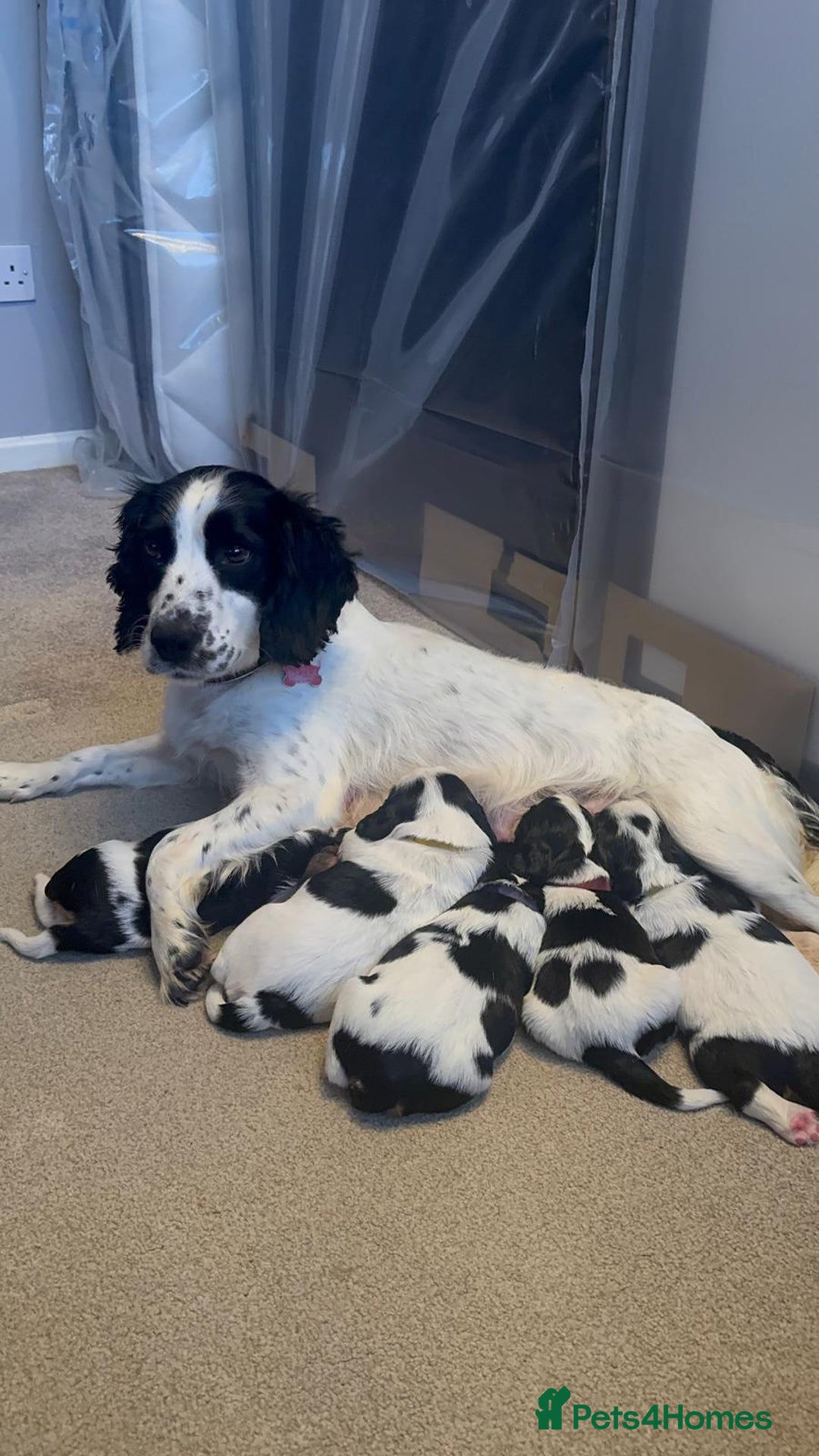 Cockalier dogs for sale: working cocker spaniel  - Image 1