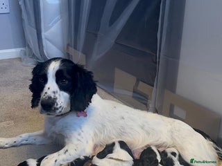 Cockalier dogs - Advert 5