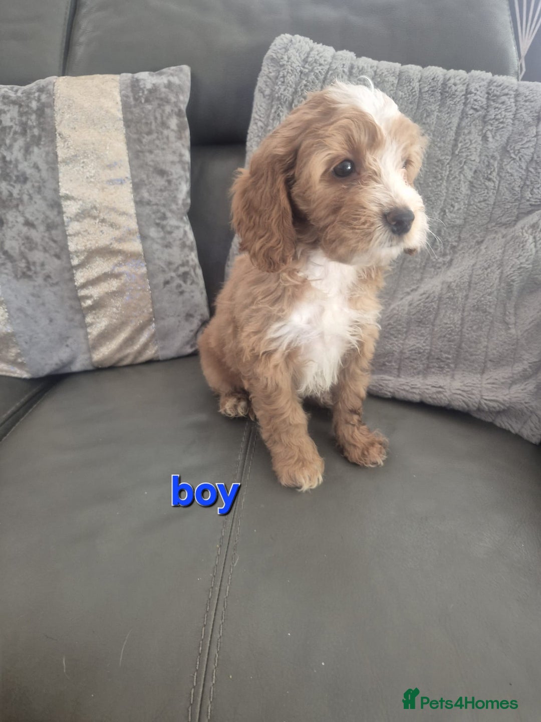 Cockapoo dogs for sale: F1 cockapoo - Ready Now - Image 10