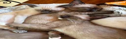 Tonkinese cats for sale: Exquisite Kittens- Tonkinese Dolls - Advert 9