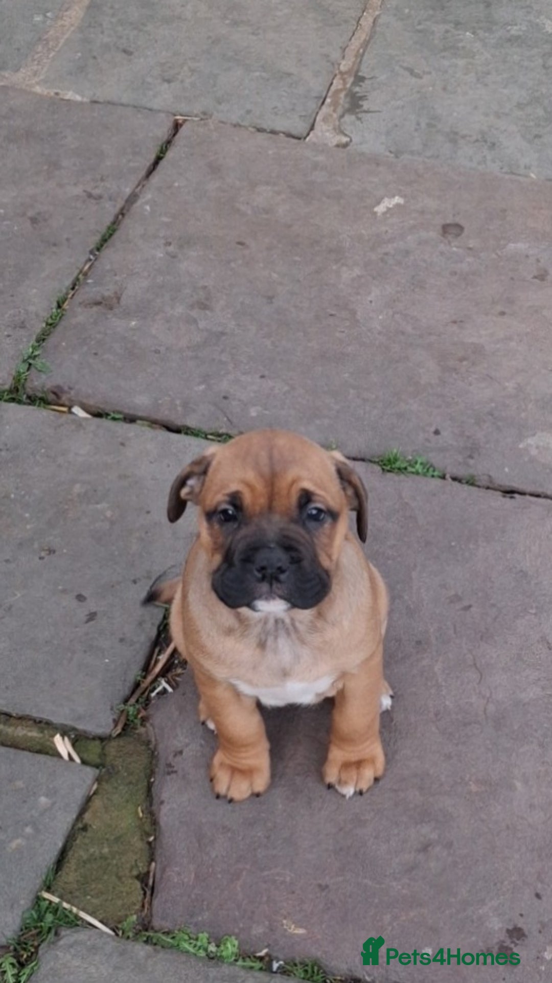 English Bulldog dogs for sale: Beautiful bulldog x rotty mastiff - Advert 23