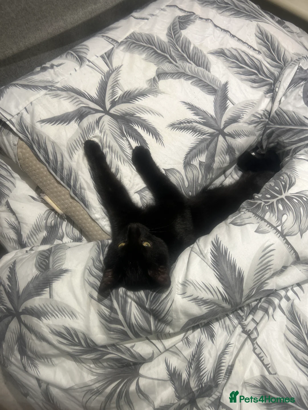 Mixed Breed cats for sale: Rosie cheeky black cat very playful - Advert 1