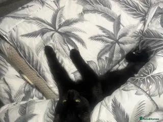 Mixed Breed cats Rosie cheeky black cat very playful - Advert 1