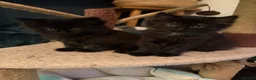 Maine Coon cats for sale: Adorable Fluffy Kittens Looking For Forever Homes in Porthcawl - Advert 2