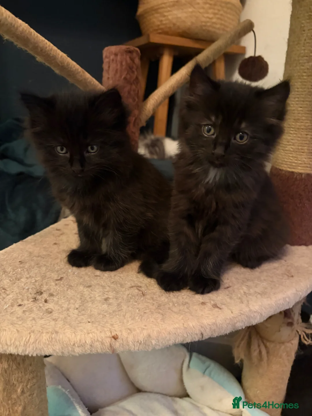 Maine Coon cats for sale: Adorable Fluffy Kittens Looking For Forever Homes in Porthcawl - Advert 2