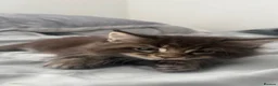 Maine Coon cats for sale: Maine coon - Advert 11