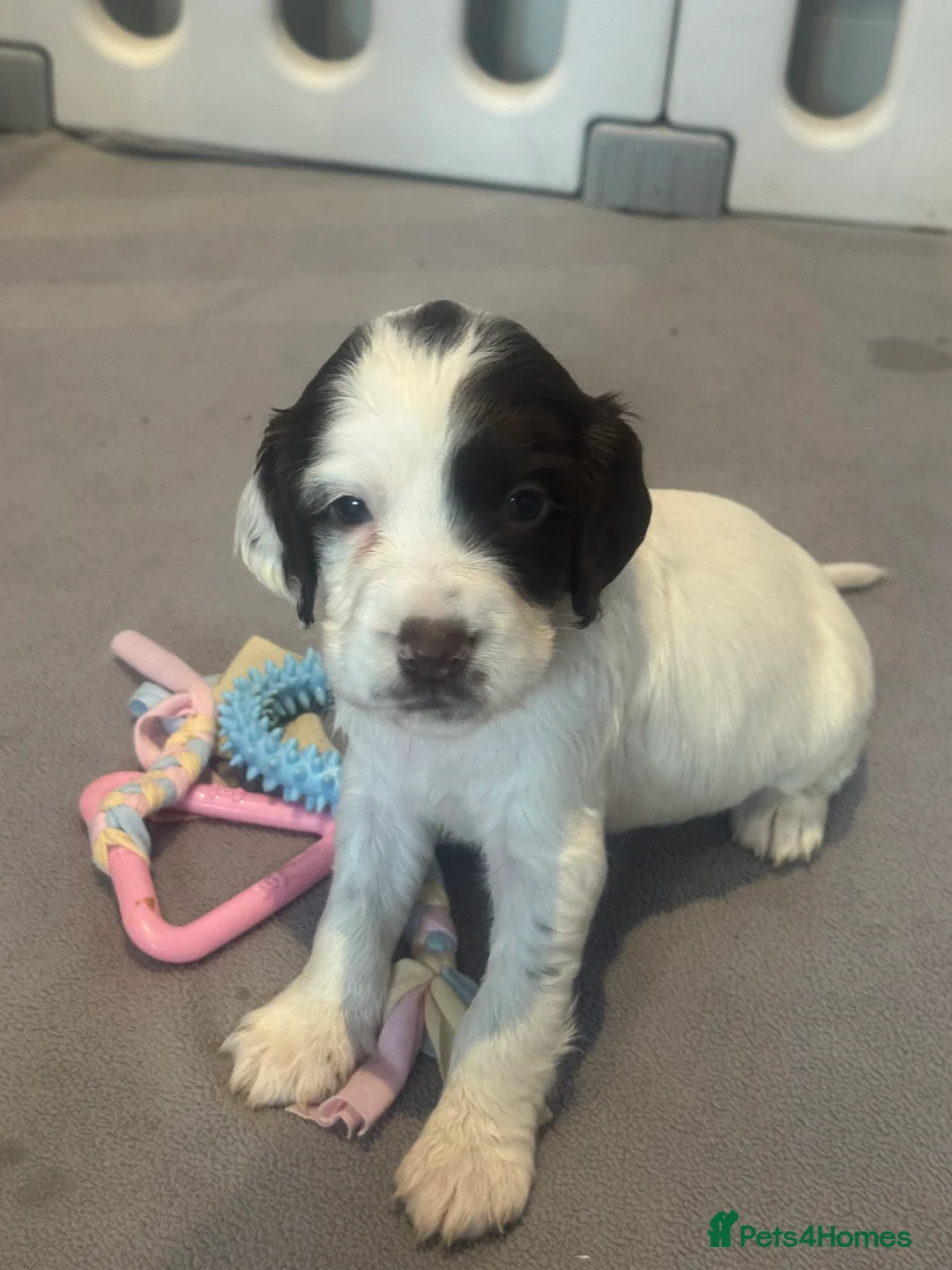 Sprocker dogs for sale: Gorgeous sprockers - Advert 2