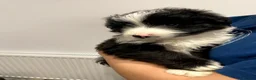 Mixed Breed dogs for sale: Adorable Bearded Collie X Border Collie puppies in Chesterfield - Advert 11