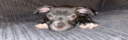 Mixed Breed dogs for sale: Staffy Cross puppy looking for forever home🏡 - Advert 2