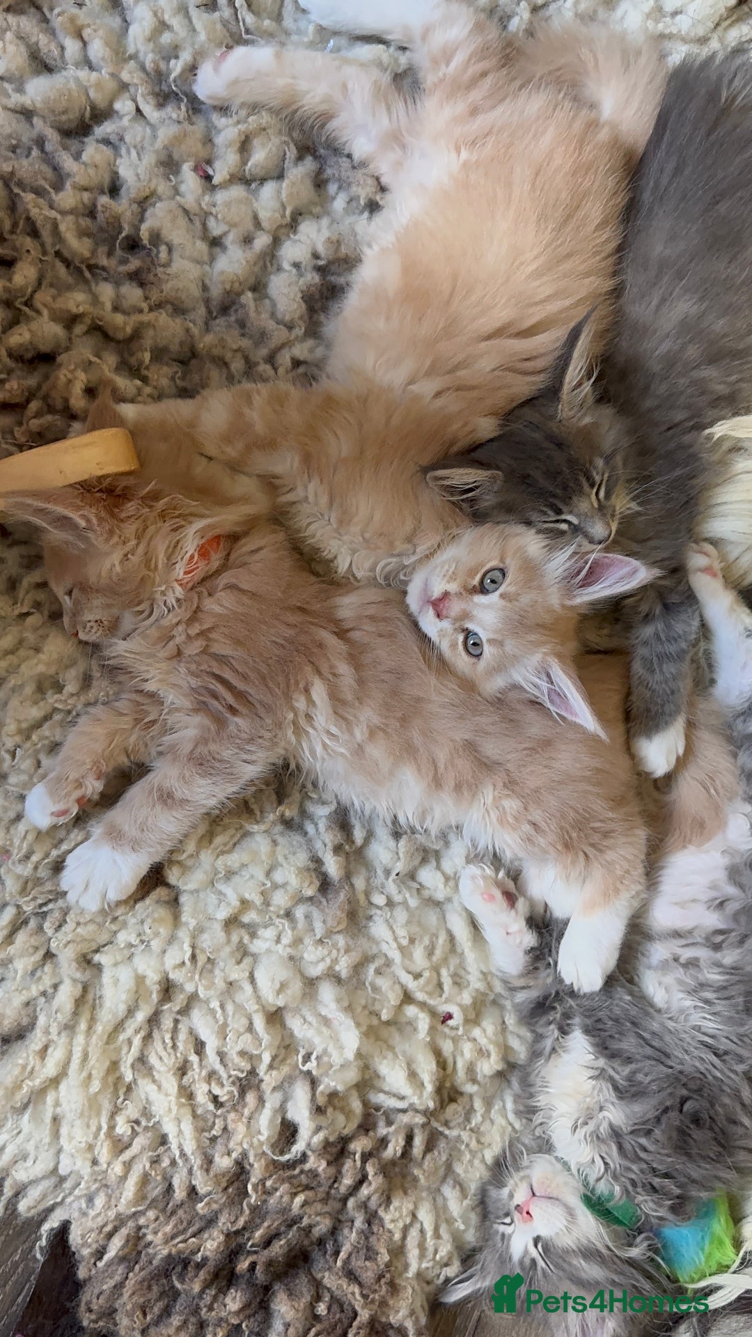 Maine Coon cats for sale: TICA REGISTERED champion Mainecoon kittens in Tring - Image 25