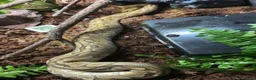 Python Snake reptiles for sale: female bamboo royal python  - Advert 2