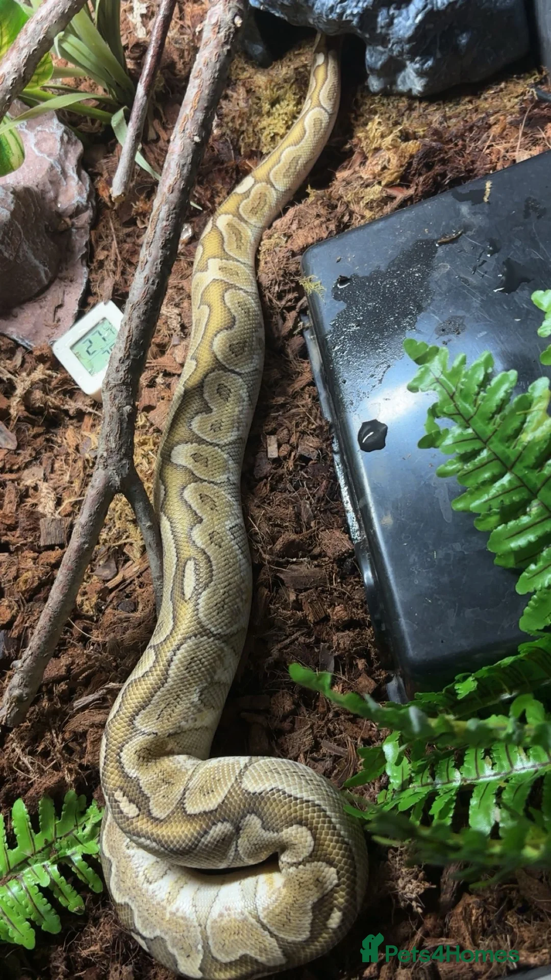 Python Snake reptiles for sale: female bamboo royal python  - Advert 2