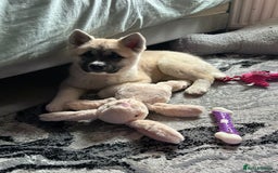 Mixed Breed dogs for sale: Half Japanese Half American Akita - Image 8