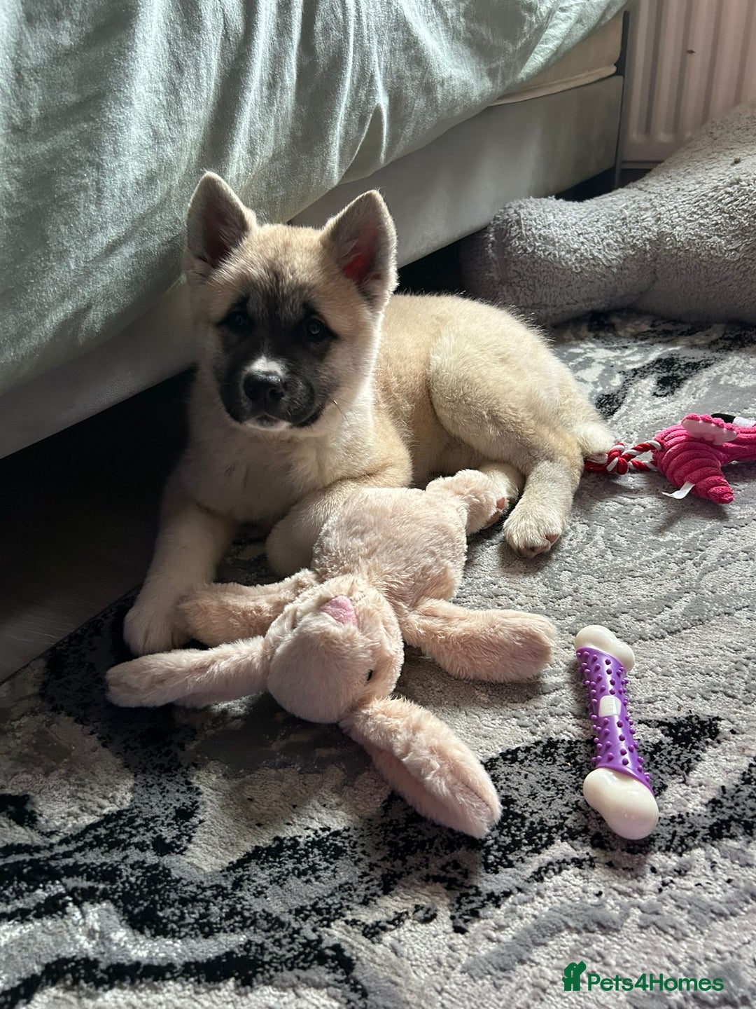 Mixed Breed dogs for sale: Half Japanese Half American Akita - Image 8