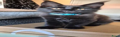 Black chocolate Male-blue Collar
