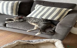 Domestic Shorthair cats for sale: Beautiful girl kittens available - Image 3