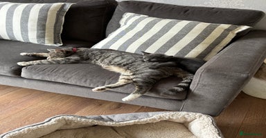 Domestic Shorthair cats - Advert 13