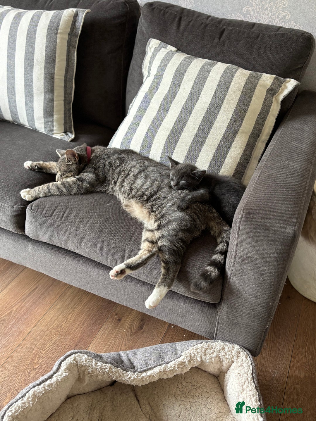 Domestic Shorthair cats for sale: Beautiful girl kittens available - Image 3
