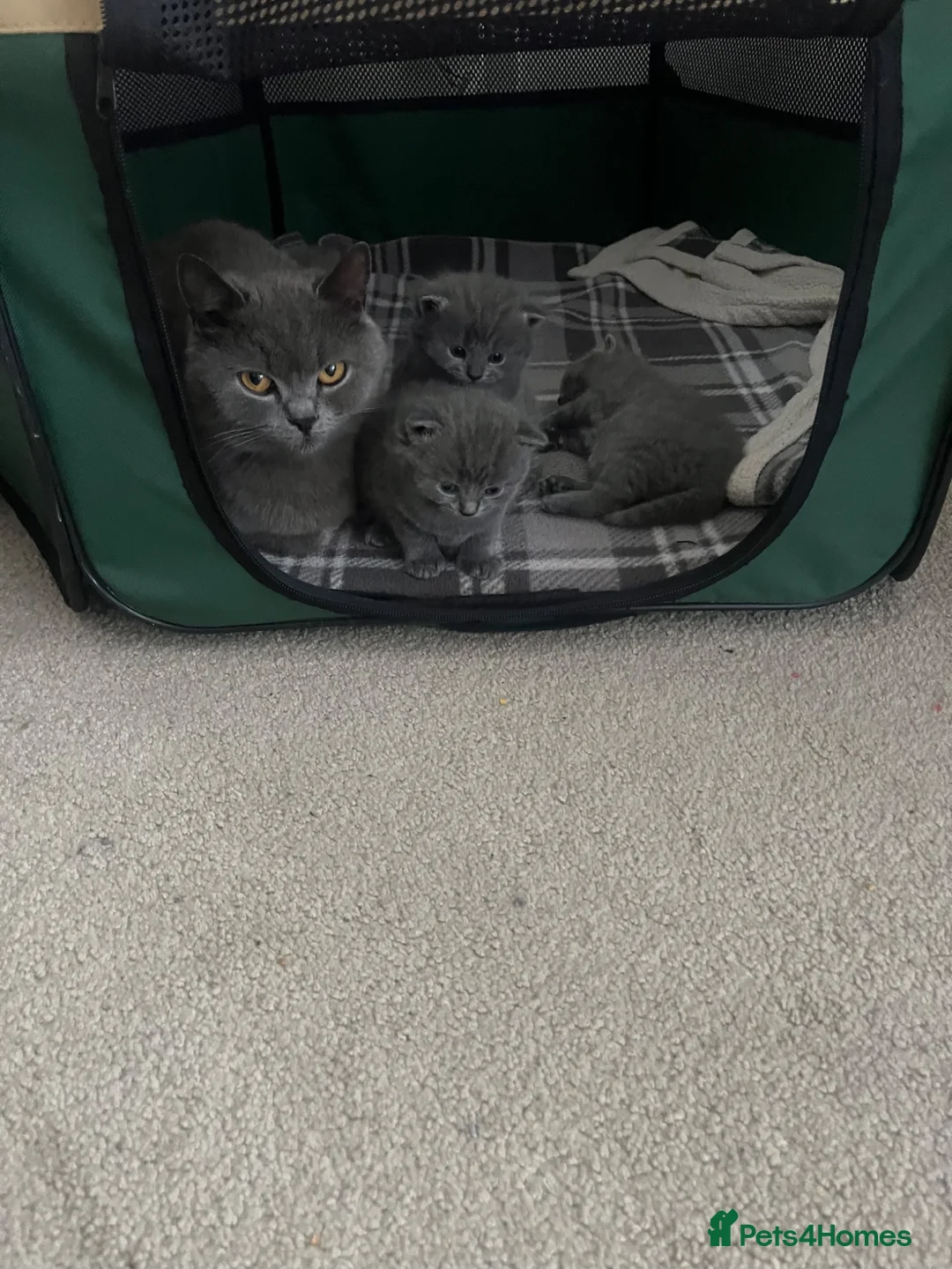 British Shorthair cats for sale: Four beautiful grey British shorthair kitten in Ingatestone - Advert 20