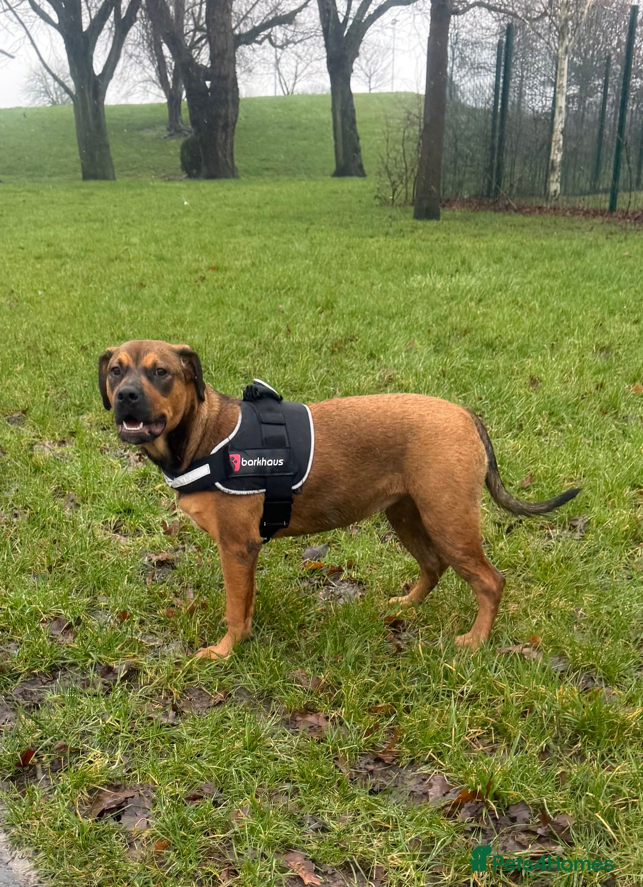 Mixed Breed dogs My name is star  in Wednesbury - Advert 1