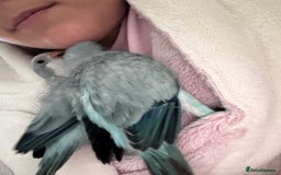 Parrots birds for sale: Silly tame Quakers looking for their forever home  - Image 9