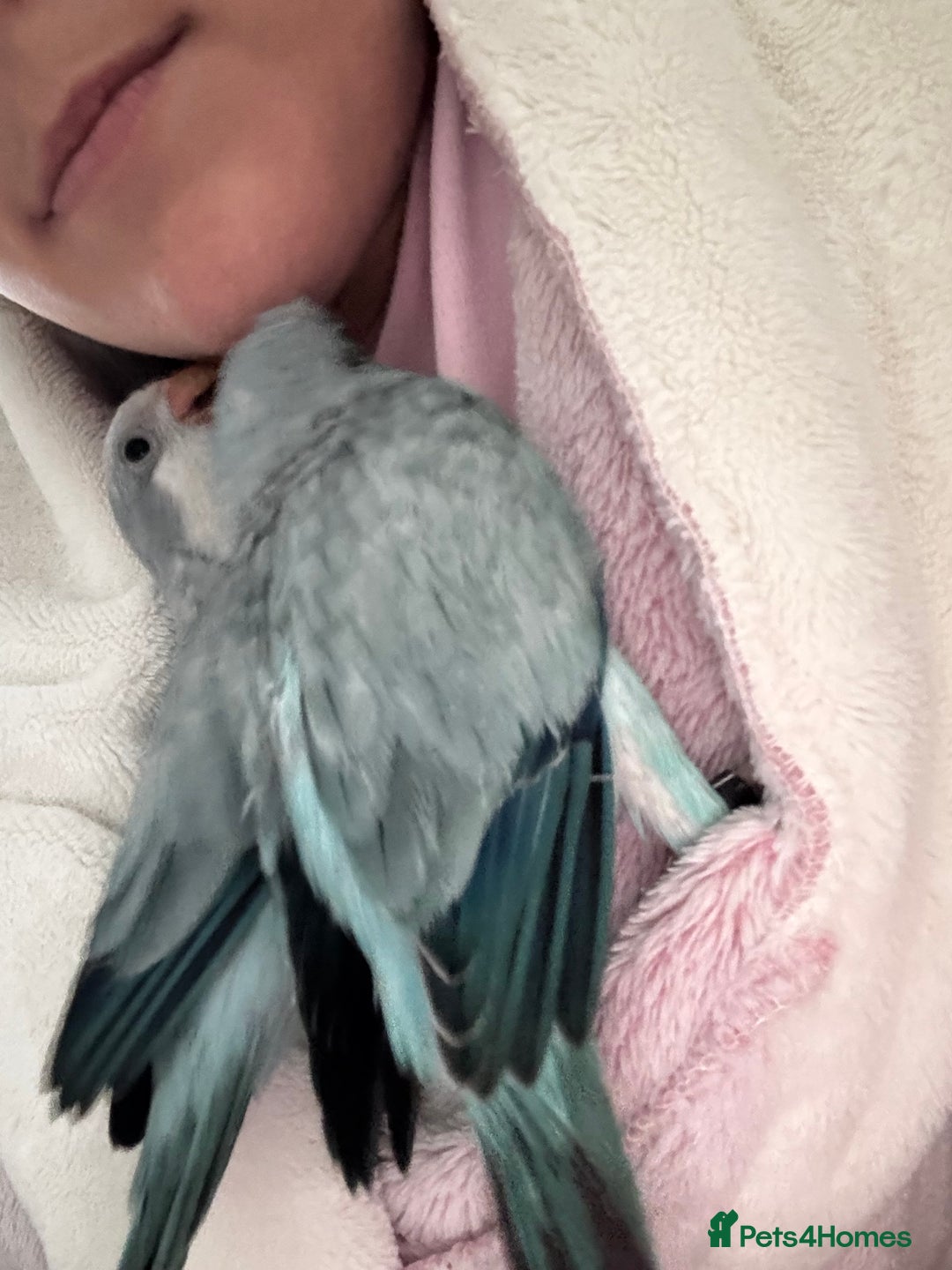 Parrots birds for sale: Silly tame Quakers looking for their forever home  - Image 9