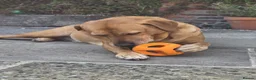 Labrador Retriever dogs for adoption: HUNTER IS A HANDSOME, SWEET FOX RED LABRADOR  - Advert 6