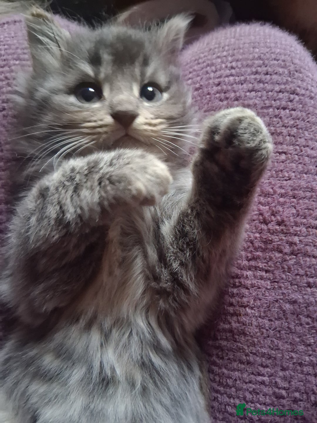 Mixed Breed cats for sale: AWESOME FLUFFY CHUNKY NORWEGIAN FOREST CAT X - Advert 2