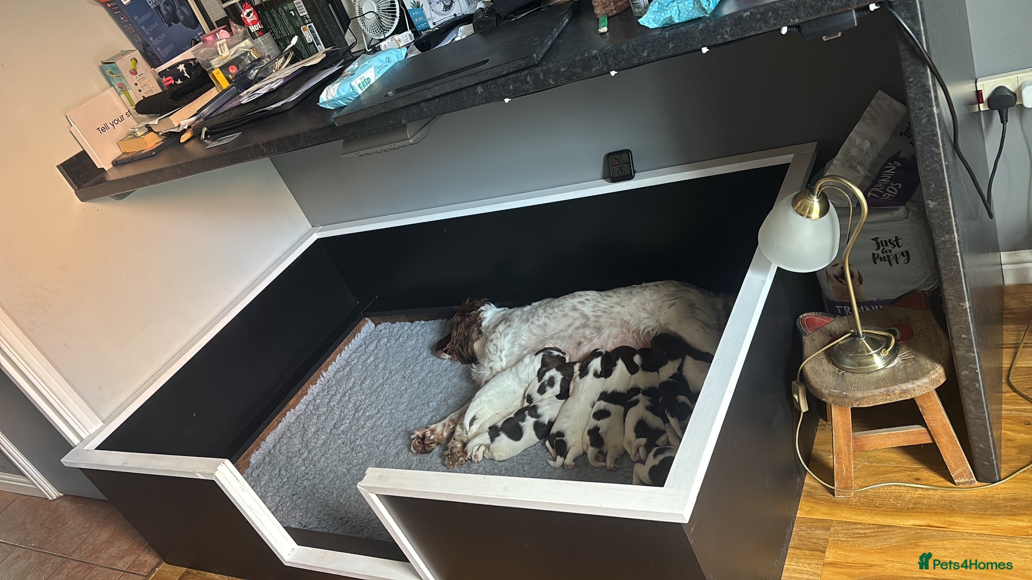 English Springer Spaniel dogs Beautiful KC registered English springer spaniels - Advert 1