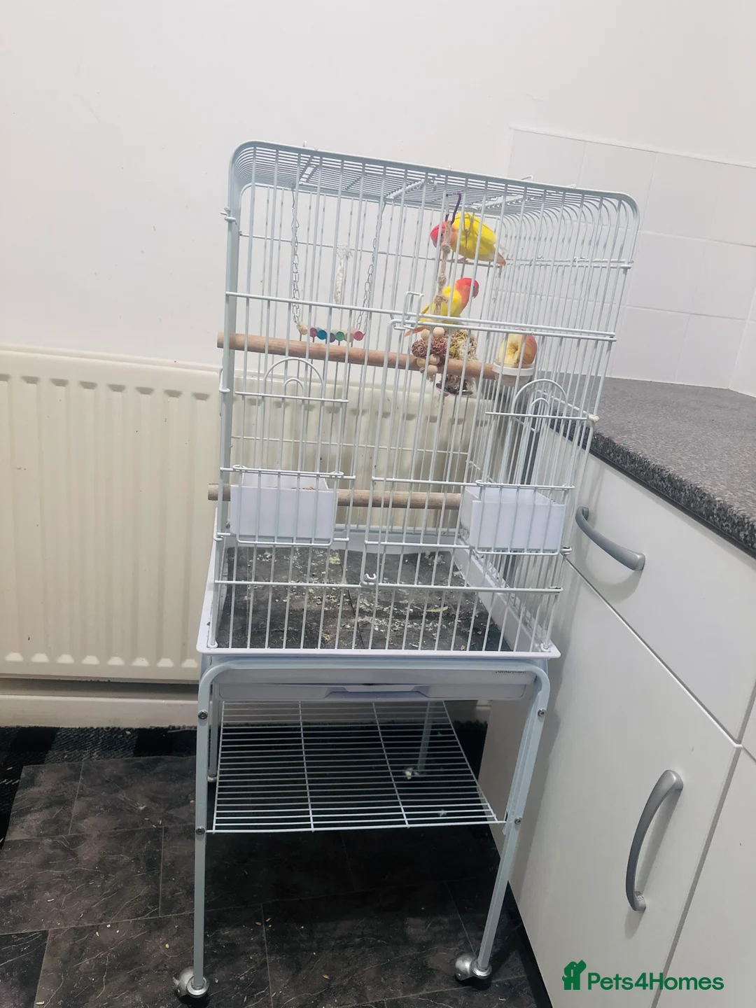 Lovebirds birds for sale: Two yellow lovebirds with the cage  in Wallsend - Advert 4