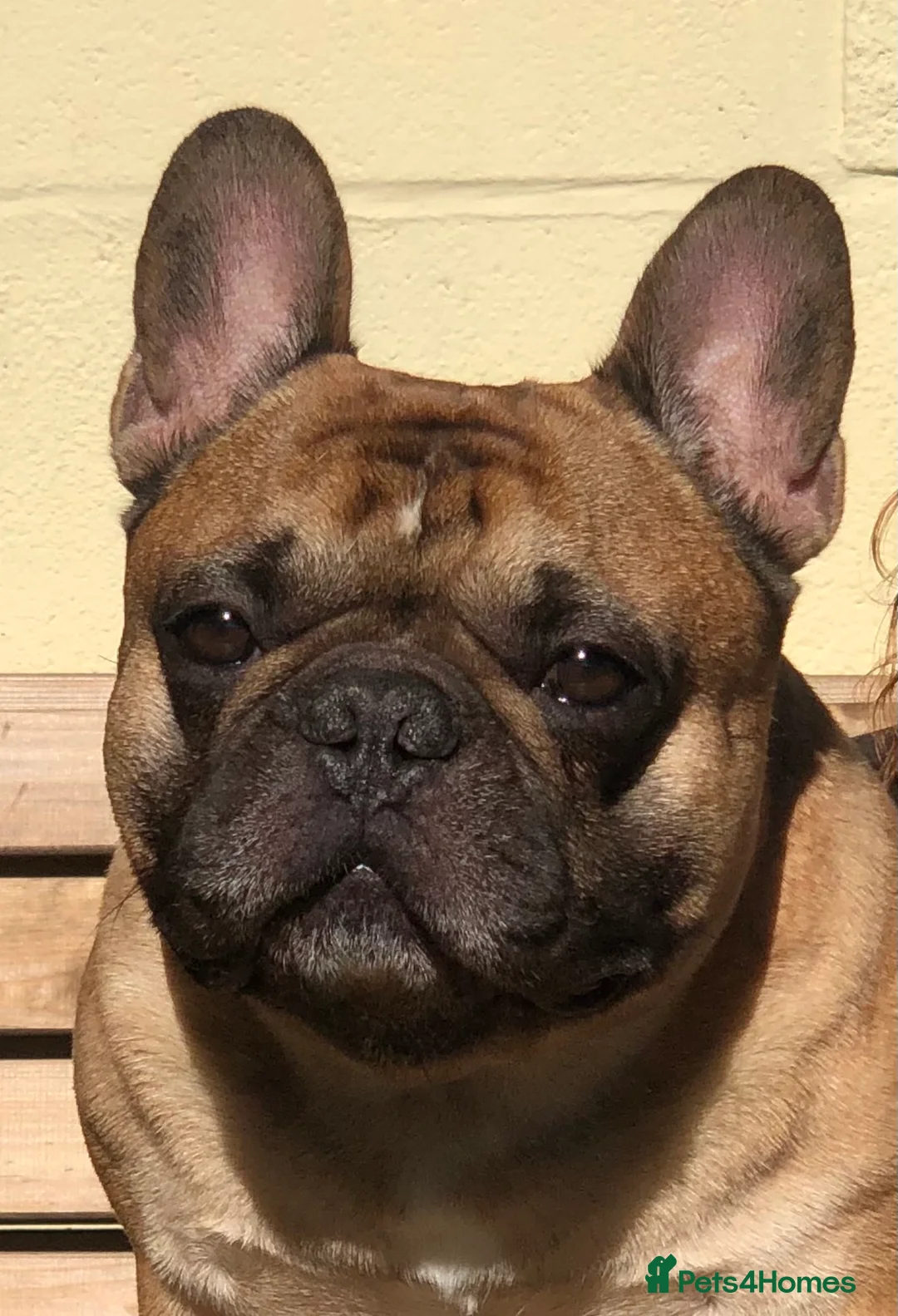 French Bulldog dogs for stud: Henri show winning red fawn stud  - Advert 17