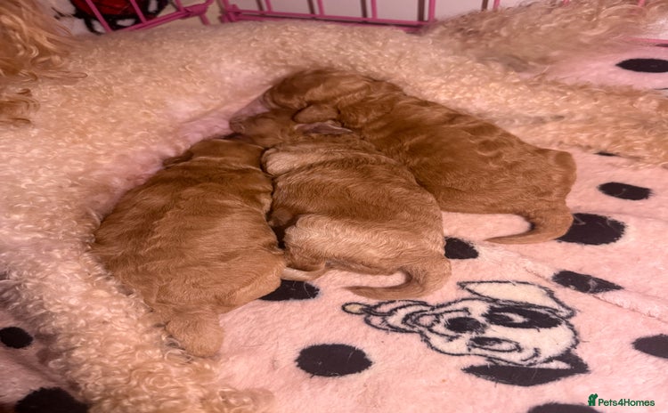 Toy Poodle dogs - Advert 3