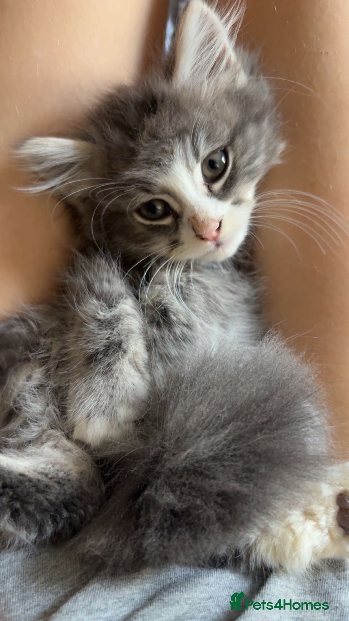 Mixed Breed cats Male Norwegian Maine coon kitten - Advert 9