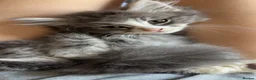Mixed Breed cats for sale: Male Norwegian Maine coon kitten - Advert 1
