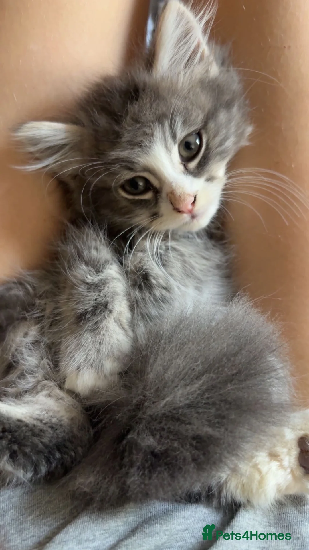 Mixed Breed cats for sale: Male Norwegian Maine coon kitten - Advert 1