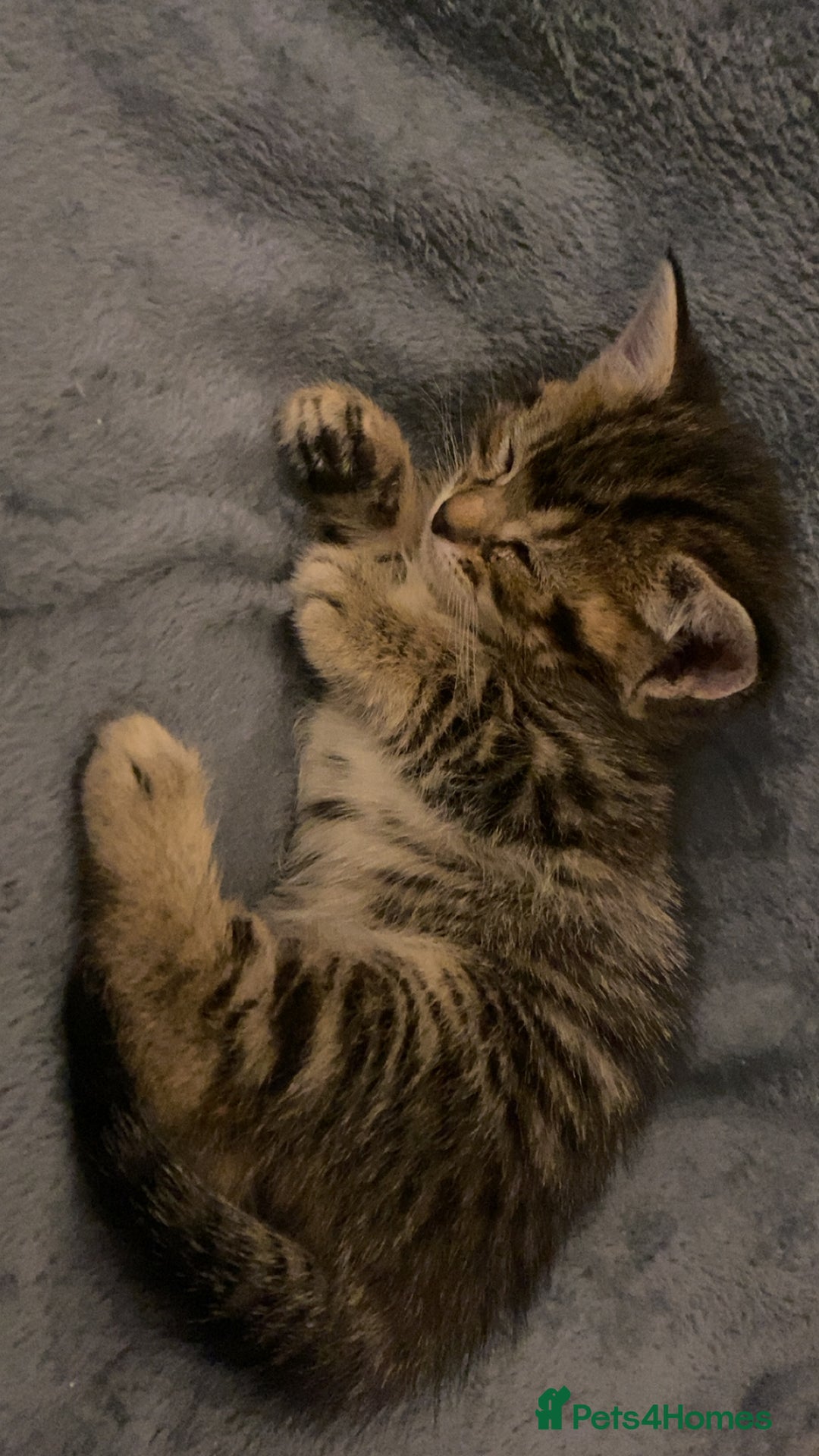 Mixed Breed cats for sale: Mixed breed Bengal and Norwegian forest cat  - Advert 8