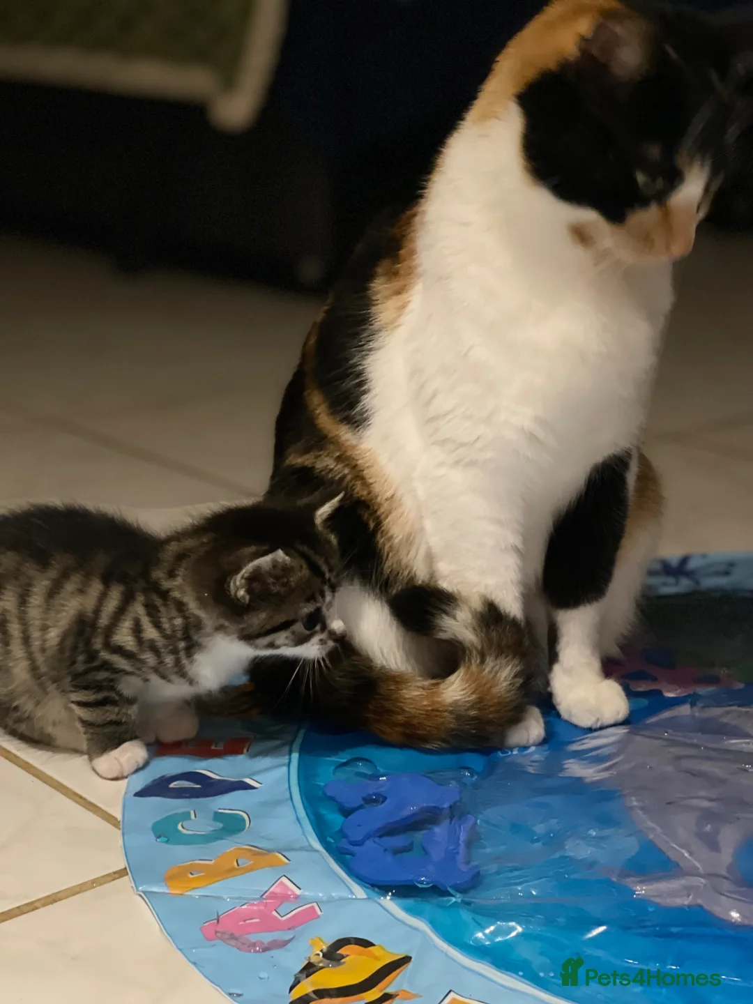 Mixed Breed cats for sale: Adorable Kittens Looking for a Loving Home - Advert 2