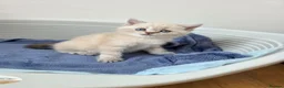 British Shorthair cats for sale: British shorthair  - Advert 26