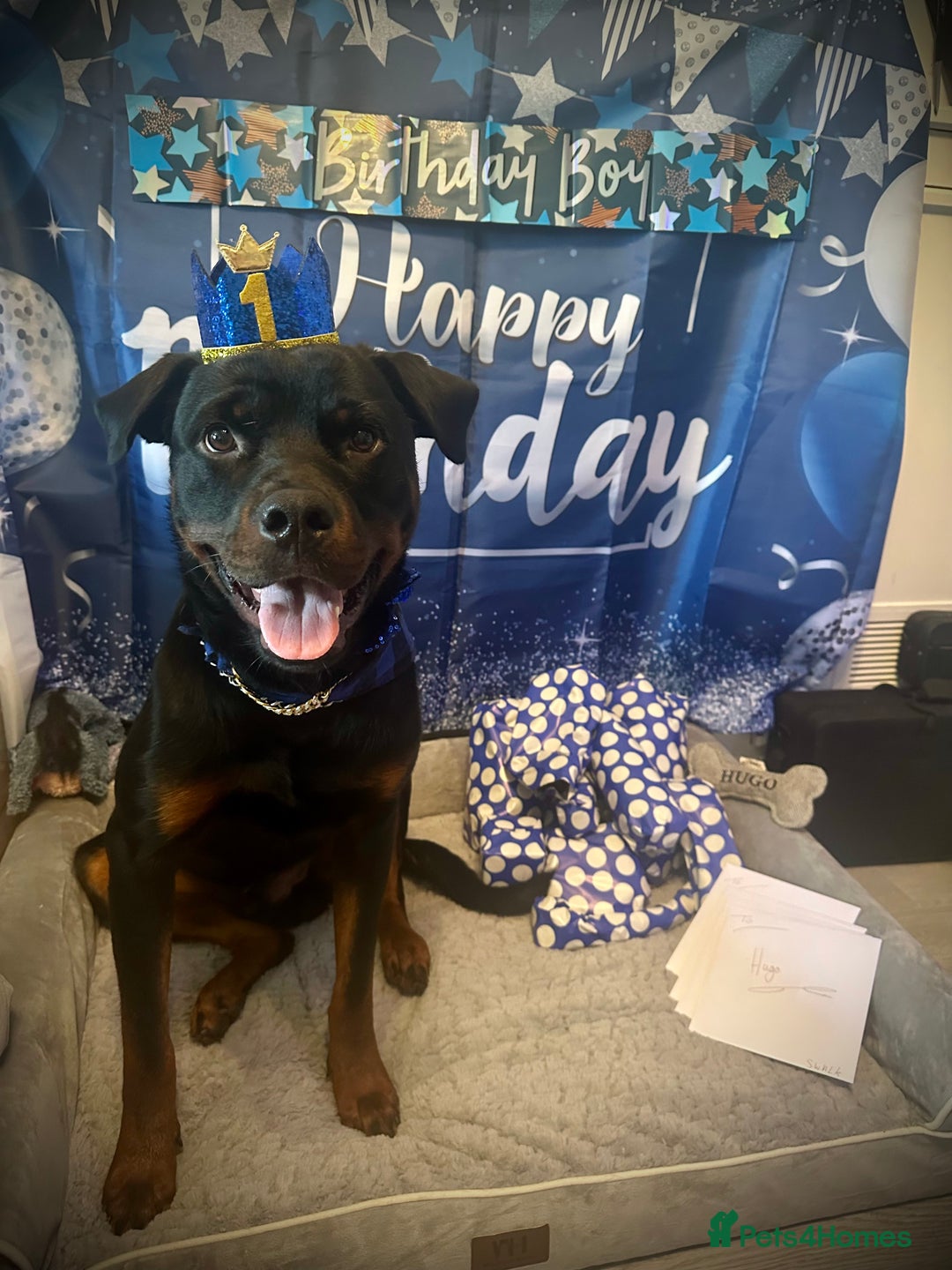 Rottweiler dogs for stud: Handsome Hugo - For Stud - Image 5