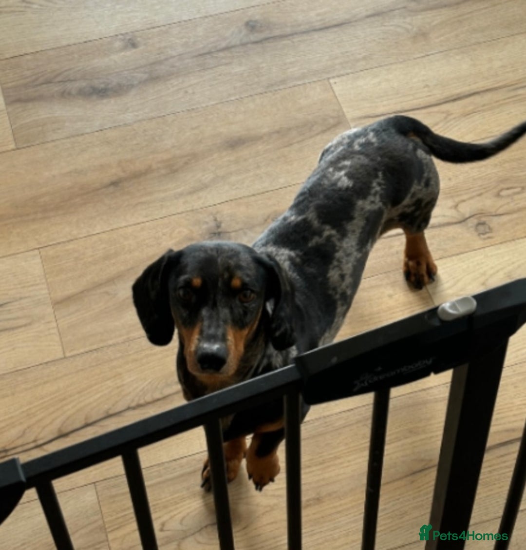 Dachshund dogs for sale: Daschund puppies - Advert 23