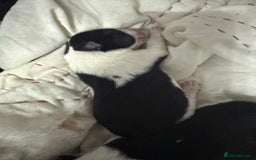 Border Collie dogs for sale: Border collie pups - Image 4