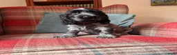 Cocker Spaniel dogs for sale: KC registered, health tested, show type boys - Advert 6